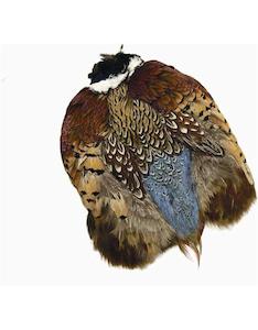 Wapsi Ringneck Pheasant Skin