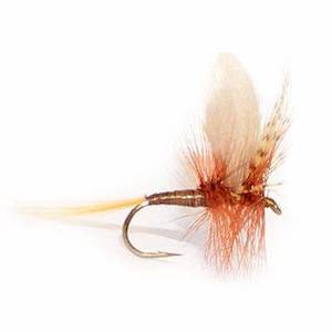 Dry Fly Till I Die: Kakahi Queen
