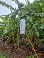 Horticultural Supplies 1: Banana Bag Covers - 50 Pack