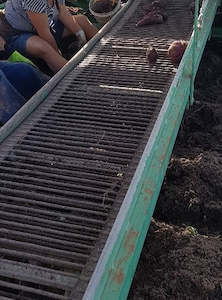 Harvester Parts: Belt harvester 12420 (275+1) x 1325 x 3/S45/60 x 10 x ZOL