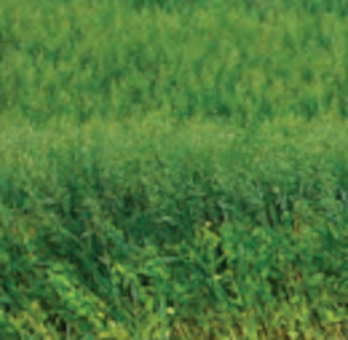 Legumes Specialty: Forage peas 500kg