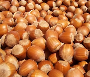 Products: Hazelnut Barcelona - Springvale Garden Centre