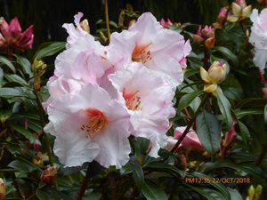 Products: Rhodo Floral Gift - Springvale Garden Centre