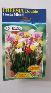 Freesia Double Fiesta Mix 10s - Springvale Garden Centre