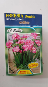 Products: Freesia Bloemfontein - Springvale Garden Centre