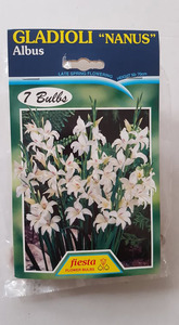 Gladioli Nanus Albus 7s - Springvale Garden Centre