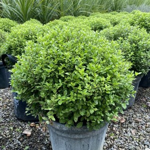 Products: Pittosporum Little Kiwi 2.5L - Springvale Garden Centre