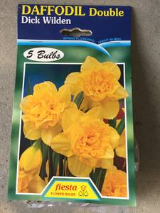 Daffodil Dick Wilden 5s - Springvale Garden Centre