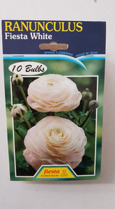 Ranunculus Fiesta White - Springvale Garden Centre