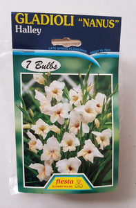 Products: Gladioli nanus Halley 7s - Springvale Garden Centre