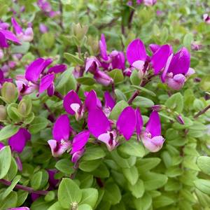 Products: Polygala 'Petite Butterfly' 2.5L - Springvale Garden Centre