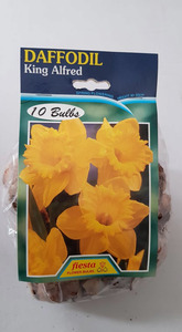 Products: Daffodil King Alfred 10s - Springvale Garden Centre