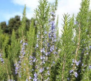 Products: Rosemary Tuscan Blue - Springvale Garden Centre