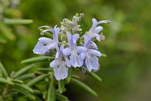 Products: Rosemary Lockwood De Forest - Springvale Garden Centre