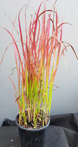 Products: Imperata cylindrica rubra - Springvale Garden Centre