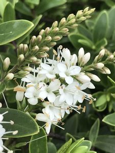 Products: Hebe Louis - Springvale Garden Centre