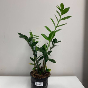 Products: Zamioculcas 14cm - Springvale Garden Centre