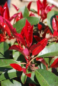 Products: Photinia Red Robin 1.3l - Springvale Garden Centre