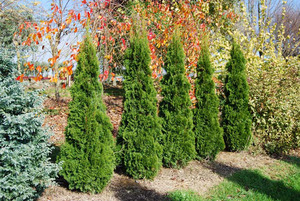 Products: Thuja occ. Smaragd - Springvale Garden Centre