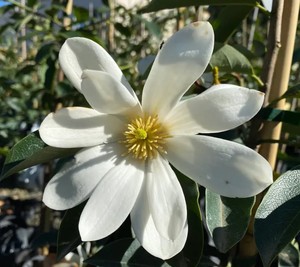 Products: Magnolia Fairy White - Springvale Garden Centre