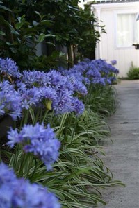 Products: Agapanthus Thunderstorm - Springvale Garden Centre