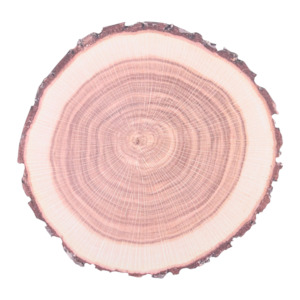 Kitchen: Paper Placemats Tree Trunk Set of 10