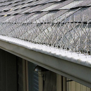 Bird Spike Bird Repellent Bird Spikes Retailer