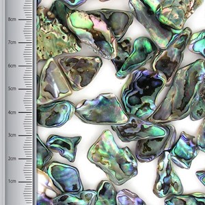 Paua Pieces: Paua Pieces, Small (100gms)