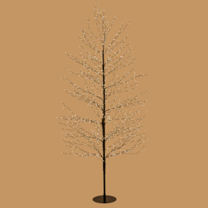 Black Willow Tree