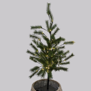 Small Green Pine Tree