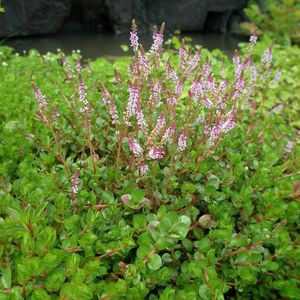 Aquatic Plants: Giant Rotala