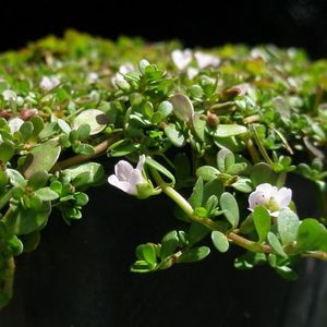 Aquatic Plants: Lemon Bacopa