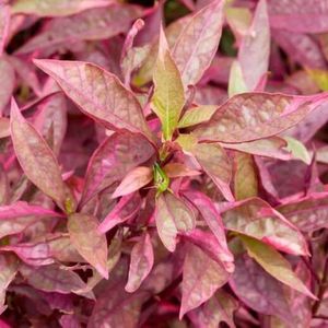 Aquatic Plants: Magenta Water Hedge