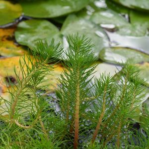 Aquatic Plants: Water Milfoil (NZ Native)