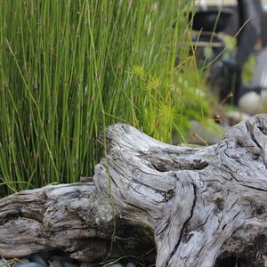 Landscape Supplies: Driftwood