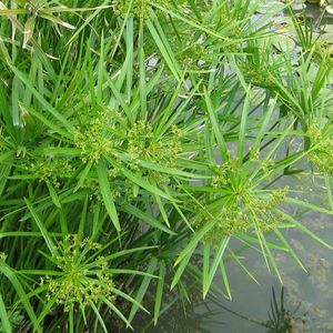 Aquatic Plants: Umbrella Palm