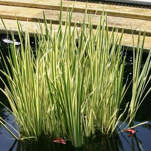 Aquatic Plants: Variegated Japanese Sweet Flag