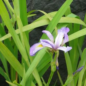 Aquatic Plants: Water Iris