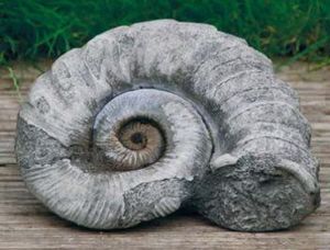 Dragonstone: Large Ammonite