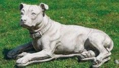 Animals: Large Pit Bull