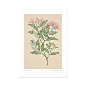 Vintage Botanical Pohutukawa A3 Print