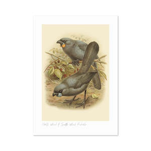 Vintage Bird Prints: Kokako Buller's Bird A3 Print