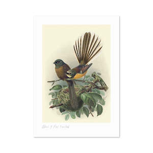 Vintage Bird Prints: Fantail Buller's Bird A3 Print