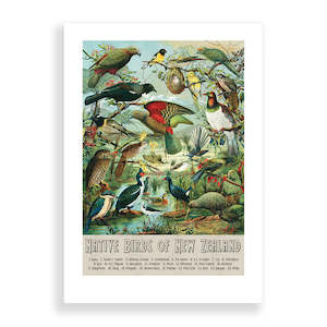 Vintage Bird Prints: Native Birds of NZ A2 Print