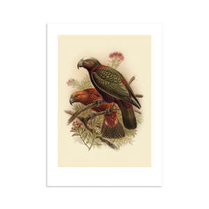Kaka Buller's Bird A4 Print