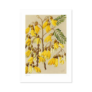 Botanical Illustrations: Botanical Illustration Kowhai A3 Print