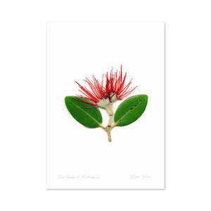 Pohutukawa: Flora Pohutukawa Portrait A3 Print