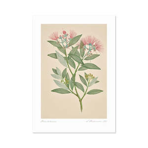 Vintage Flora: Vintage Botanical Pohutukawa Print