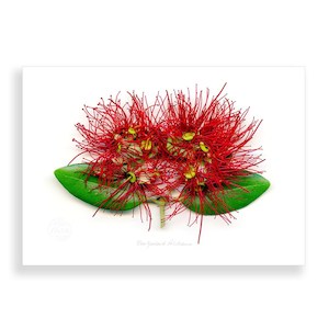 Pohutukawa: Flora Pohutukawa Landscape A2 Print