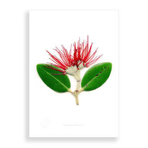 Flora Pohutukawa Portrait A2 Print